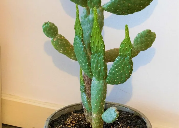 Beautiful One Bedroom Ground Floor - Veraluna Tías