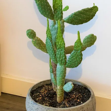 Beautiful One Bedroom Ground Floor - Veraluna Tias